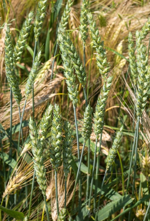 Preview: green ears of wheat and yellow rye, mix of cereals close up