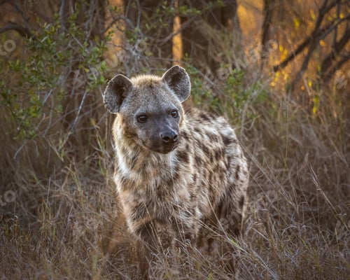 Preview: Solitary spotted hyena stands in a bed of tall grass in Kruger National Park. South Africa.