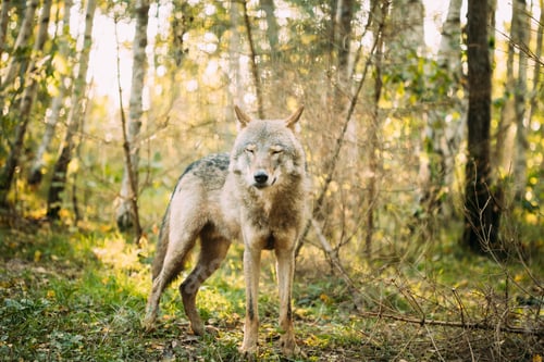 Preview: Belarus. Wolf, Canis Lupus, Gray Wolf, Grey Wolf With Closed Eyes Standing Outdoors In Autumn Day