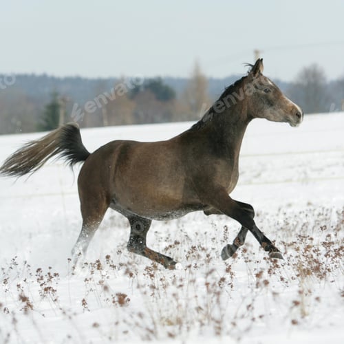 Preview: arabian, horse, mare, stallion, riding