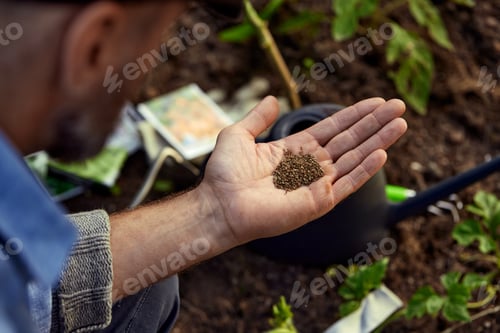 Preview: Close up of male farmer with soybean seed in his hands