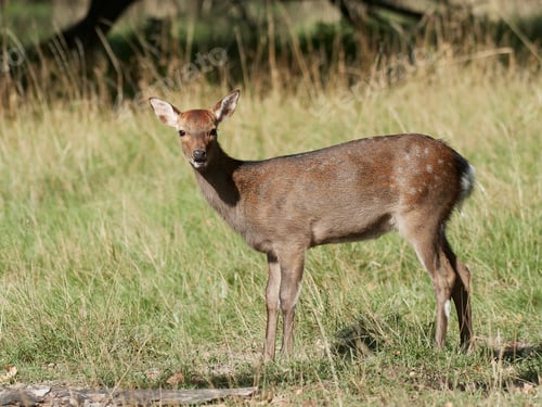 Preview: Sika deer (Cervus nippon)