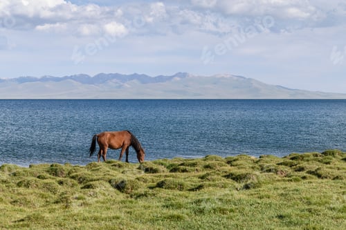 Preview: Horse grazing near a lake in Song kul, Kyrgyzstan.
