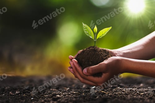 Preview: hand holding small tree for planting. concept green world