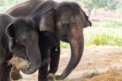 Preview: Closeup young couple healthy wild Southeast Asian Thai Elephant Eating Grass Outdoor