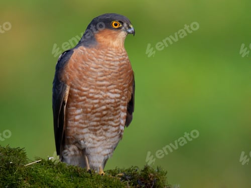 Preview: Eurasian sparrowhawk (Accipiter nisus) perched on a mossy tree