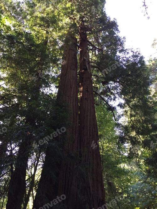 Preview: Giant redwood