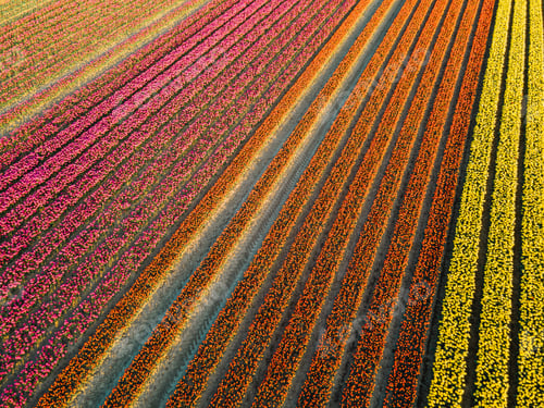 Preview: Aerial view of tulip fields in the Netherlands