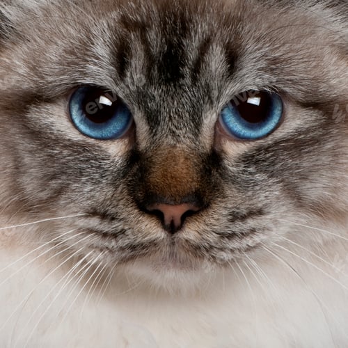 Preview: close up of a Birman (8 months old)