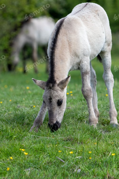 Preview: White horse with a black head stands proudly in a lush green field