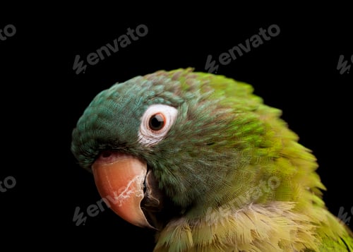Preview: Closeup of a colorful parrot against a black background