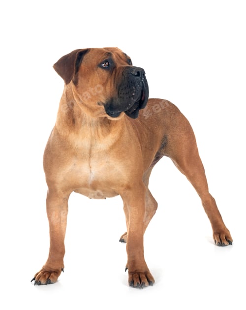 Preview: African boerboel in studio