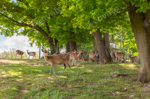 Preview: A group of deer grazes peacefully among tall trees in a vibrant green forest