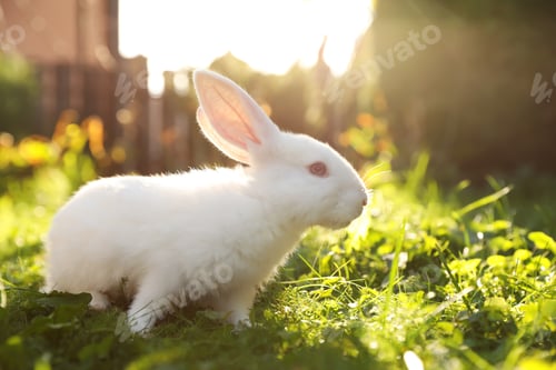 Preview: Cute white rabbit on green grass outdoors