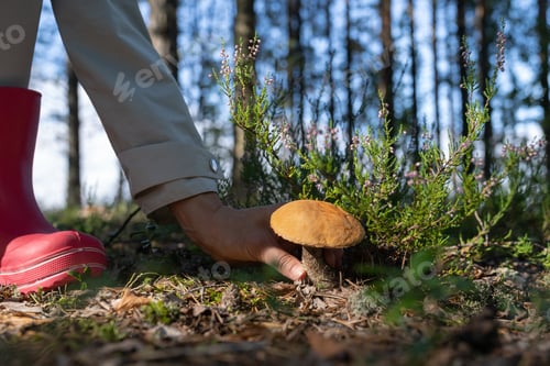 Preview: Hiker in pink rubber boots picks up tasty edible mushroom in forest to cook delicious meal at home