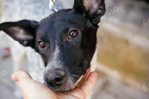 Preview: Cute dog sitting next to volunteer in summer day