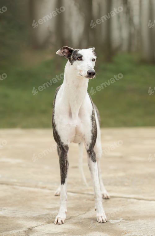 Preview: Greyhound dog for a walk in the forest in spring
