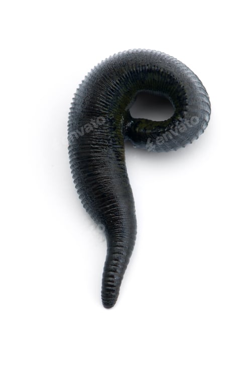 Preview: Black river is a huge leech isolated on white background