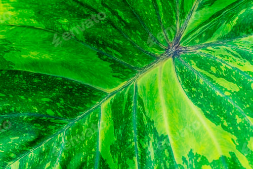 Preview: Green caladium leaf texture background. Fresh nature backdrop. Abstract pattern in nature.