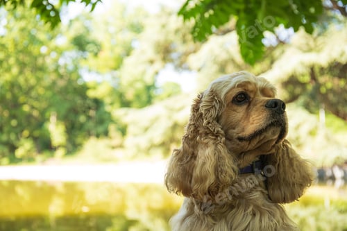 Preview: American spaniel, concept of pet and best friend - dog