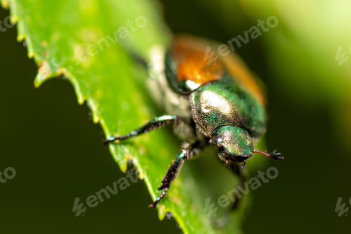 Preview: Closeup of a Japanese beetle on a green leaf.