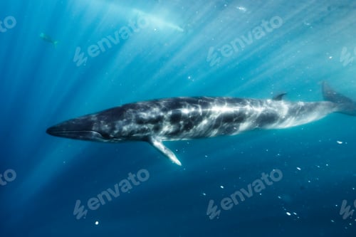 Preview: a whale swims beneath the water and waves, its head under water
