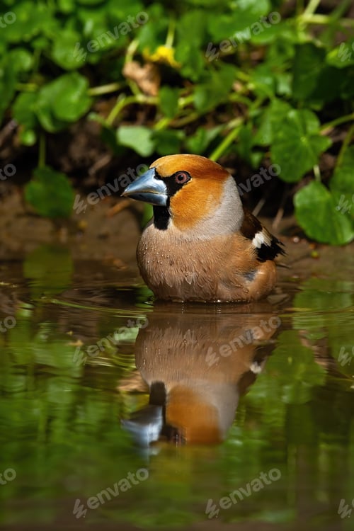 Preview: Colorful male hawfinch bathing in water with green leafs in background