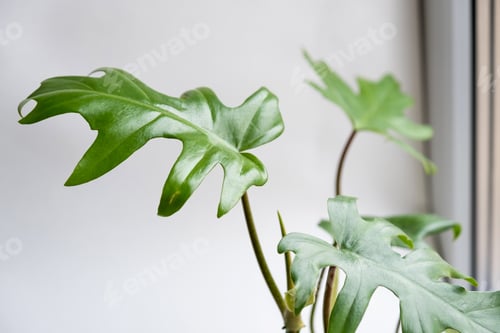 Preview: Philodendron Mayo in the interior of the house. Carved leaves of a houseplant in a pot