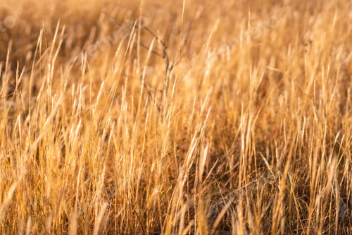Preview: A sun-dried twigs from a dry field