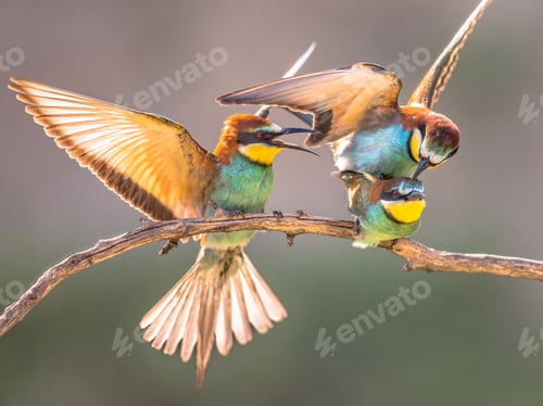 Preview: Bee Eater fighting on blurred background