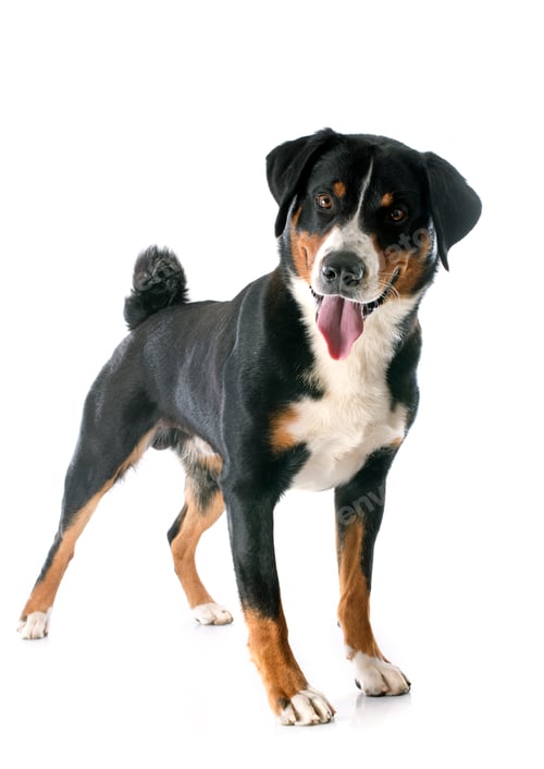 Preview: Appenzeller Sennenhund