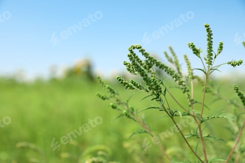 Preview: Blooming ragweed plant (Ambrosia genus) outdoors on sunny day. Seasonal allergy