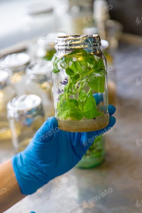 Preview: laboratory jars with plants. Selective focus.