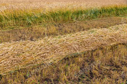 Preview: Separate harvesting of wheat by mowing headers into swaths at a low cut