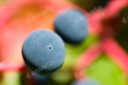 Preview: Virginia Creeper Berry