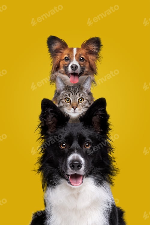Preview: cat and two dogs