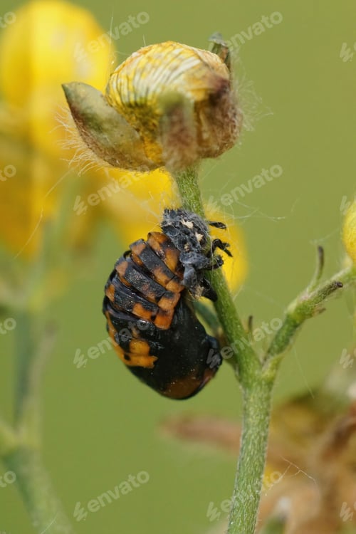 Preview: Vertical closeup on a pupae of the sevenspot ladybird, Coccinella septempunctata , close to hatch