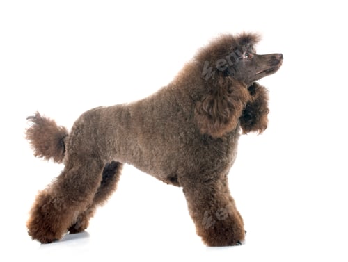 Preview: brown poodle