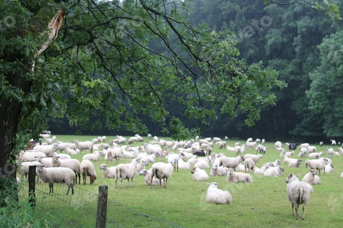 Preview: Sheep herd in Limburg the Netherlands
