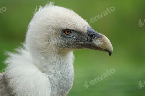 Preview: Close-up of a Griffon vulture with sharp features against a blurred green background