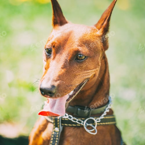 Preview: Dog Miniature Pinscher, Zwergpinscher, Min Pin, Head