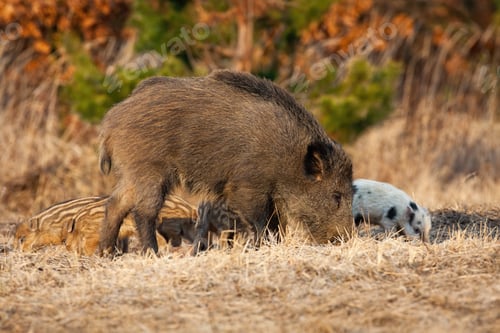 Preview: Wild boar mother with piglets feeding on field in spring