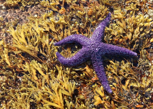 Preview: Closeup of a purple starfish laying on seaweed in Nanoose Bay, British Columbia, Canada