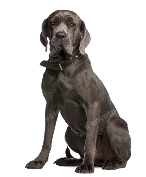 Preview: Neapolitan Mastiff, 3 years old, sitting in front of white background