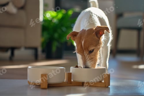 Preview: Jack Russell Terrier dog eating from dog bowl at home
