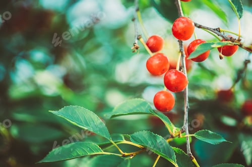 Preview: Red Ripe Berries Prunus subg. Cerasus on tree In Summer Vegetable Garden