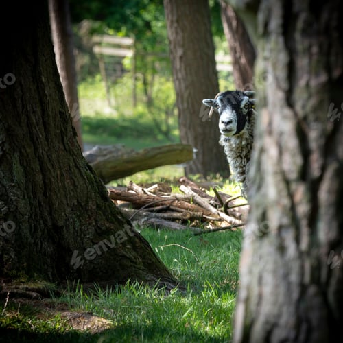 Preview: Selective focus of a black-headed sheep in a forest