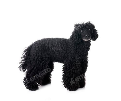 Preview: poodle in studio