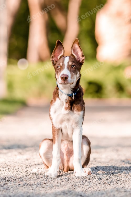 Preview: Active Border Collie dog breed in the park