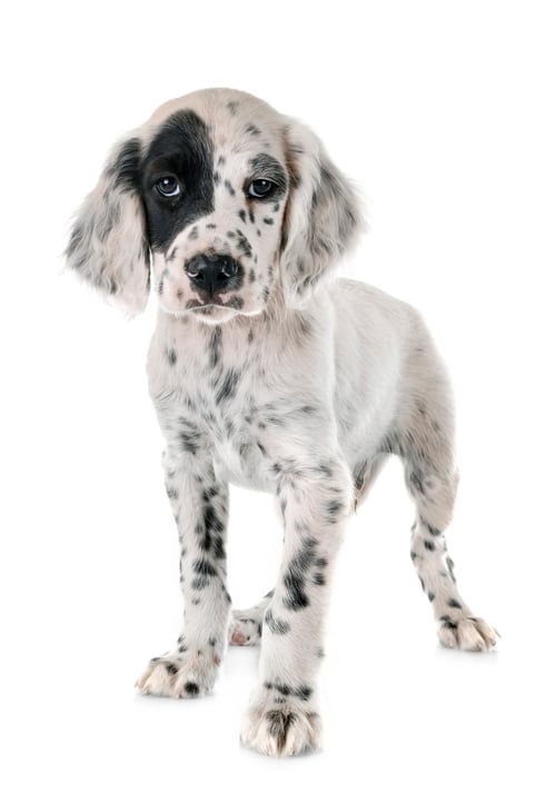 Preview: puppy english setter